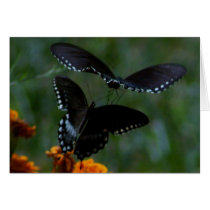 Butterflies Card
