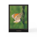 Butterflies Cards