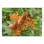 butterflies cards