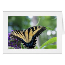 Butterflies Cards