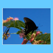 Butterflies Delight landscape scene postcards