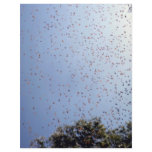 Butterflies in the rain forest, Santa Marta, Colum flyers