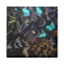 Butterflies magnets