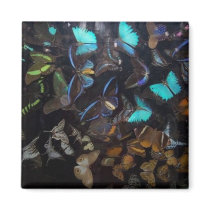 Butterflies magnets by minx267 Butterflies magnets