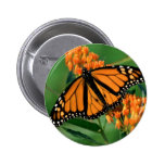butterflies monarch butterfly pinback buttons