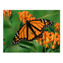 butterflies monarch butterfly post card
