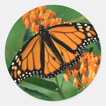 butterflies monarch butterfly round stickers
