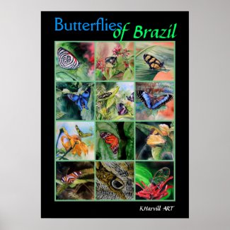 Butterflies of Brazil Poster