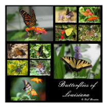 Butterflies of Louisiana posters