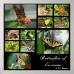 Butterflies of Louisiana Posters