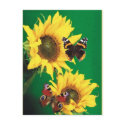 Butterflies of Summer 2 postcards by Spice Butterflies of Summer 2 postcards