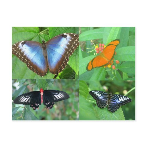 Butterflies of the World postcard