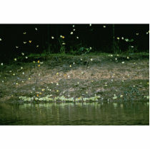 Butterflies on Rio Napo, Ecuador photo sculptures by animalpark Butterflies on Rio Napo, Ecuador photo sculptures