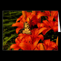 Butterflies on Tiger Lilies cards