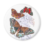 Butterflies - Orange and Brown Fridge Magnets
