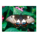 butterflies orchard butterfly post cards