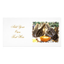 BUTTERFLIES PHOTO CARD TEMPLATE