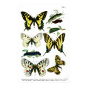 Butterflies Plate I 24" x 36" Poster posters