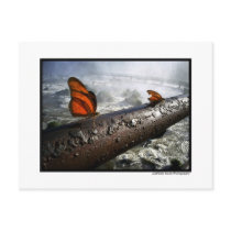 Butterflies postcards