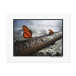 Butterflies Postcard