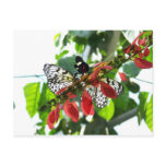 Butterflies Postcard