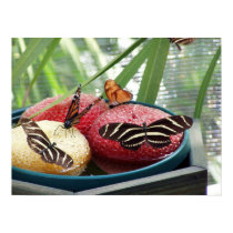 butterflies posters by jennaroar butterflies posters