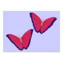 Butterflies Poster posters
