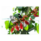 postcard - Beautiful Butterflies gathering.
