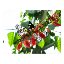 Butterflies posters by Hanalyse Butterflies posters