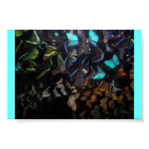 BUTTERFLIES posters