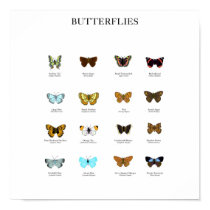 Butterflies posters by ptoone Butterflies posters