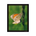 Butterflies posters by jpoutnik Butterflies posters