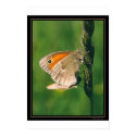 Butterflies posters by jpoutnik Butterflies posters