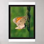 Butterflies Print