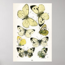 Butterflies Poster