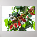 Butterflies posters