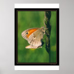 Butterflies Posters