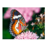 butterflies red lacewing butterfly postcard