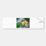 butterflies swallow tail butterfly bumper sticker