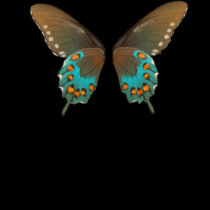 butterfly1 t-shirts