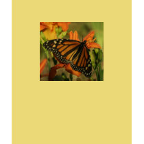 butterfly2 t-shirts