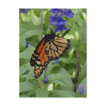 Butterfly _176 Blank Postcard