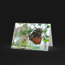 Butterfly #1 cards by clarionphoto Butterfly #1 cards