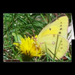 Butterfly 1 cards