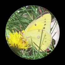 Butterfly 1 magnets by melhi_ Butterfly 1 magnets