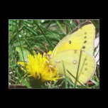 Butterfly 1 postcards