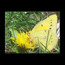 Butterfly 1 postcards by melhi_ Butterfly 1 postcards