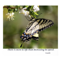 Butterfly 1 posters by bpmcwill Butterfly 1 posters
