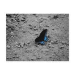 Butterfly 2 Postcard