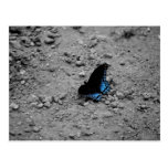 Butterfly 2 Postcard